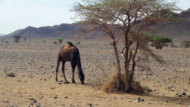 Álbum de Fotos en el Desierto